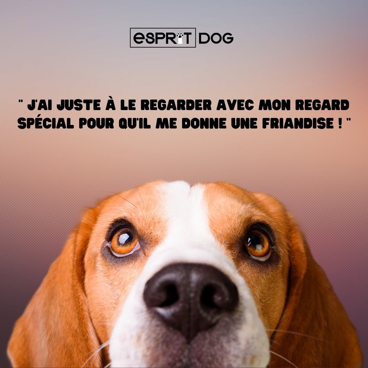 regard beagle